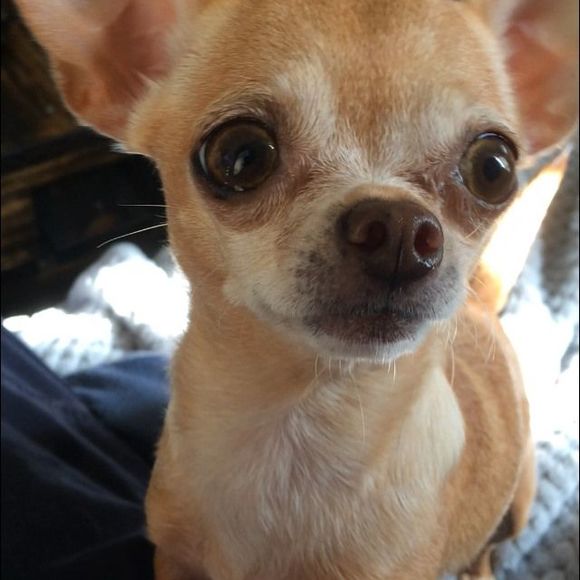 Meet your Posher, Cassie - Picture 1 of 1